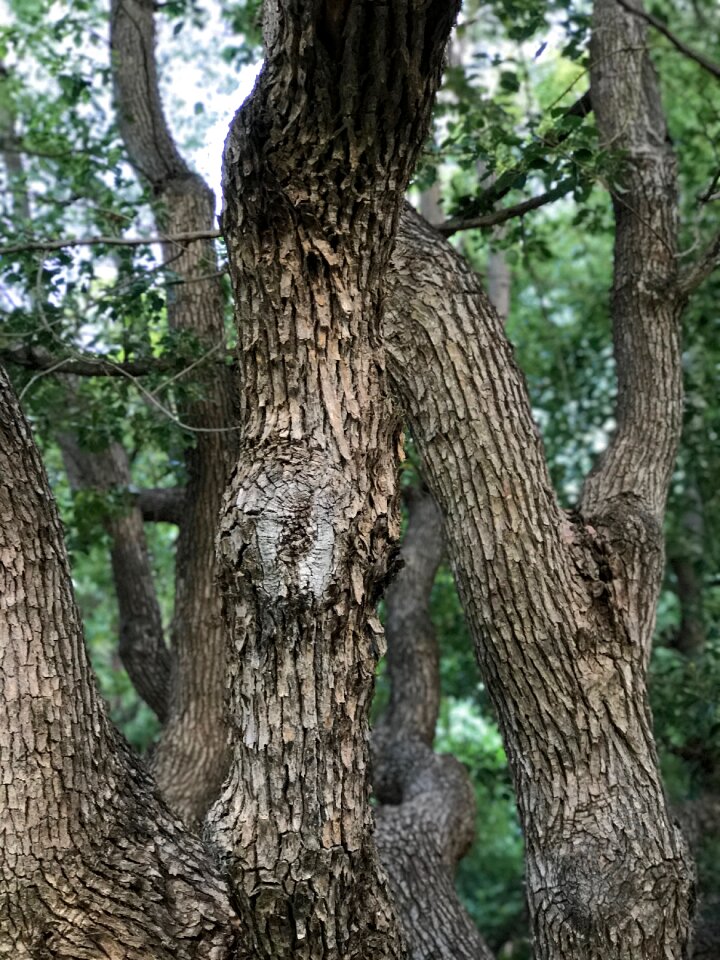 Branches trunk plant