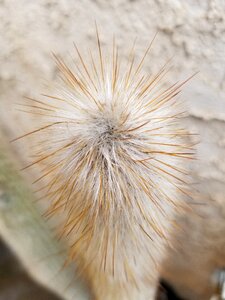 Prickly plant spines