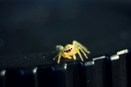 Macro animal spider photo