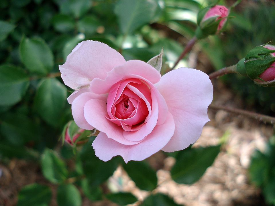 Pink garden blooming