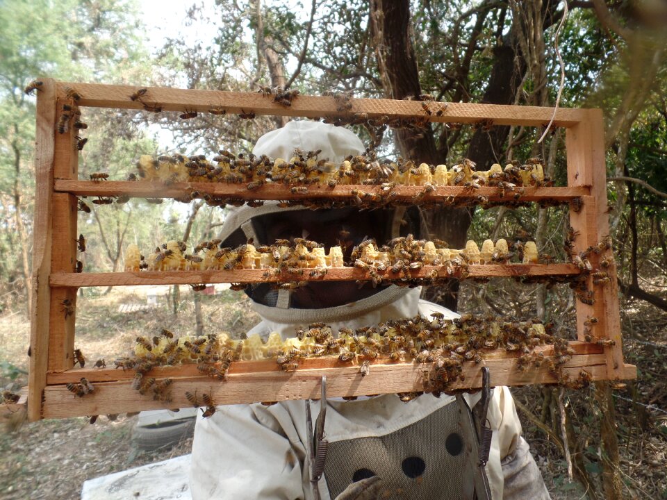 Petals hive flowering
