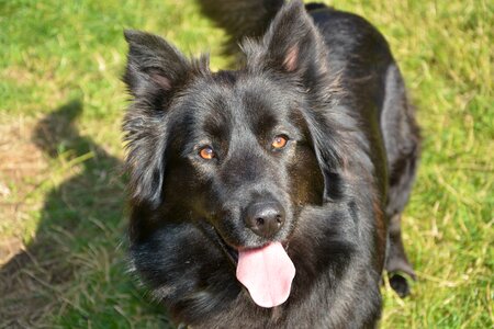 Animal portrait doggie photo