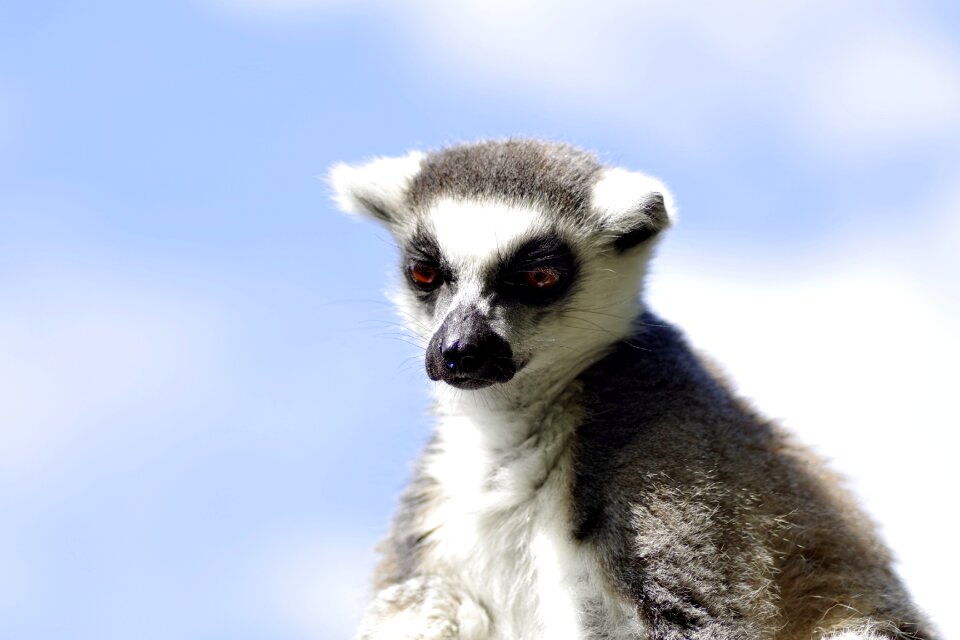 Lemurs monkey wild animal
