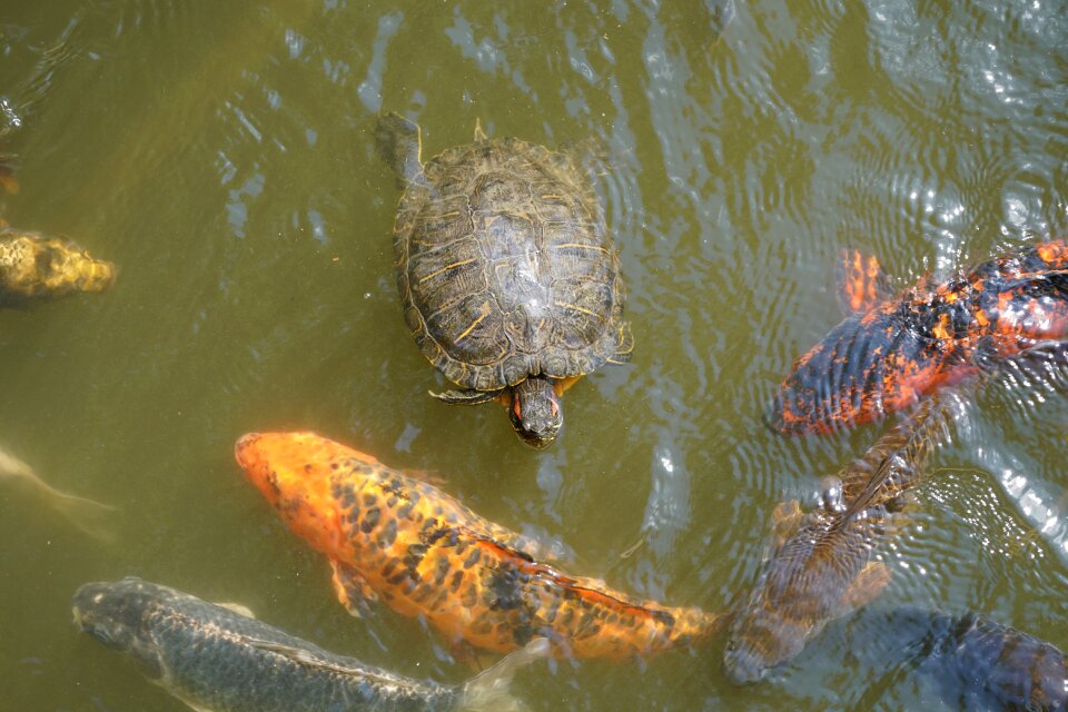 Carp water pond photo