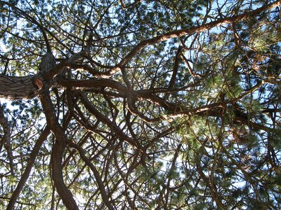 Nature tree