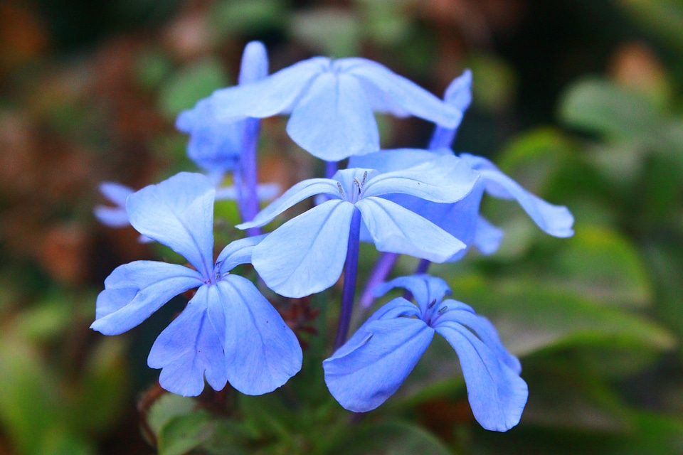 Spring floral plant photo