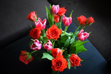 Tulip nature opportunity