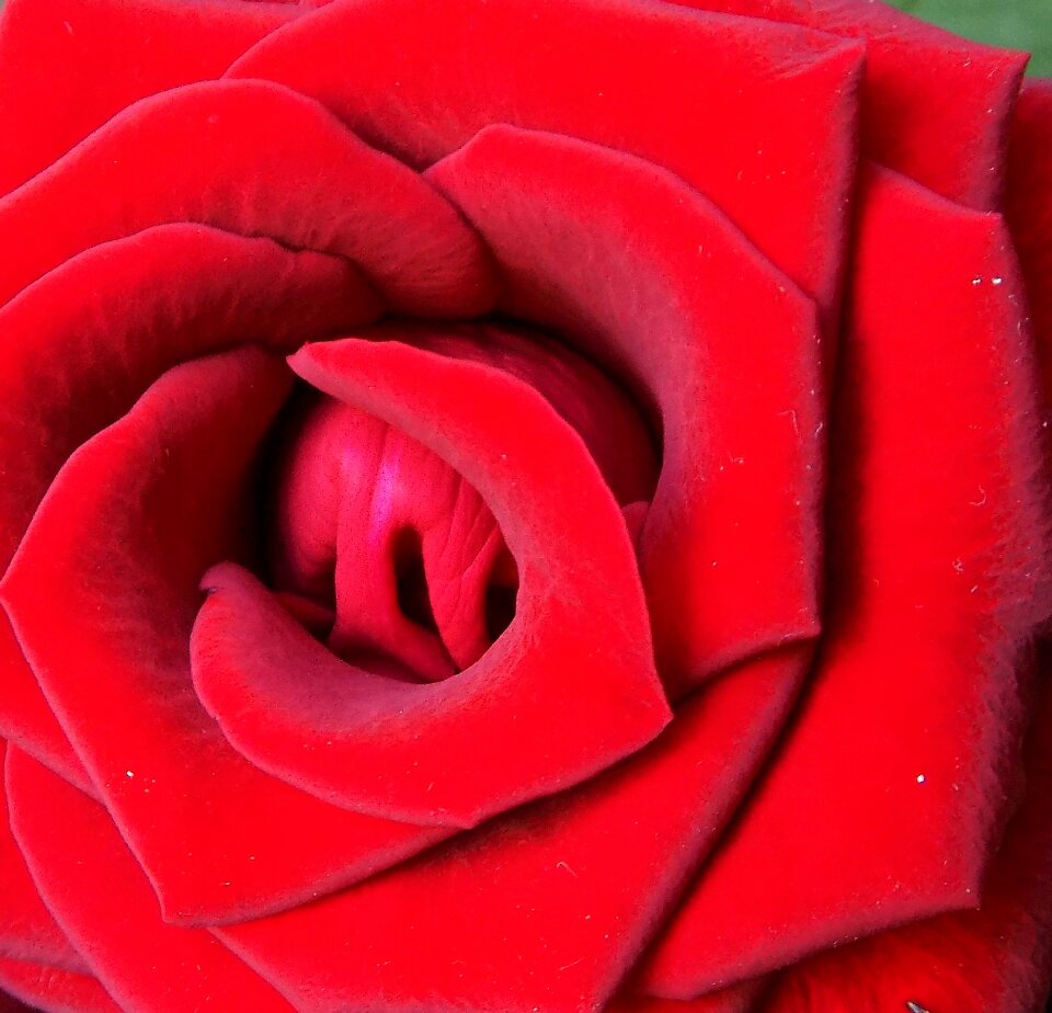 Red flower red closed