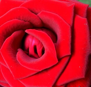 Red flower red closed