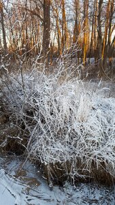 Cold frost nature