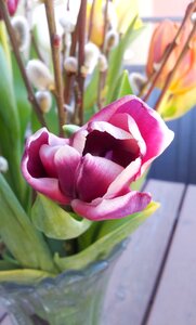 Tulips flowers spring photo