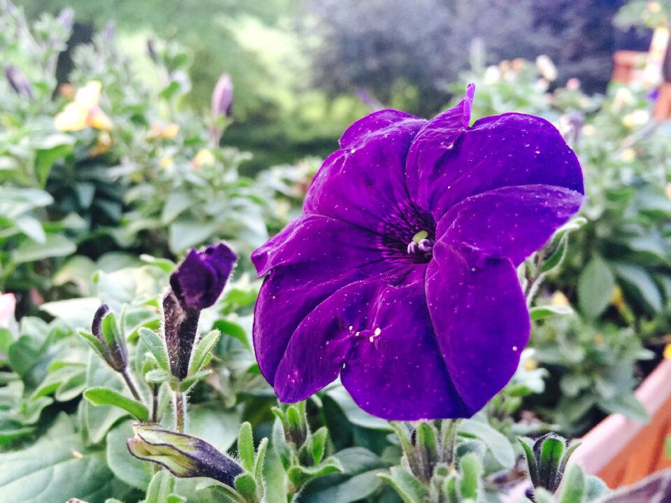 Selective focus vivid