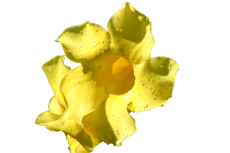 Yellow lily