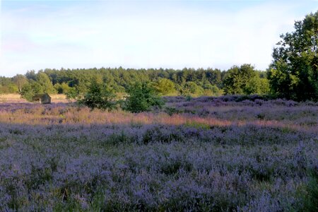 Purple nature reserve late summer