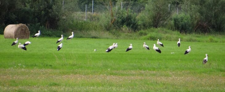 Fly out storks diet