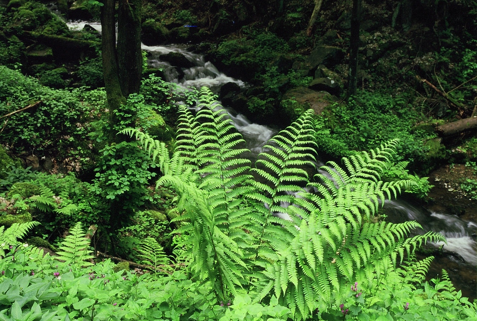 Forest bach idyll