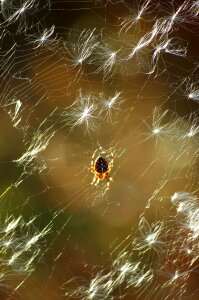 Araneus the seeds of fireweed summer