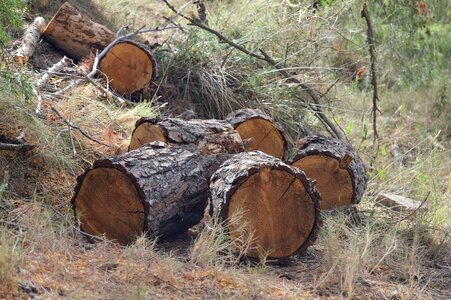 Cut trunk lena tree trunk