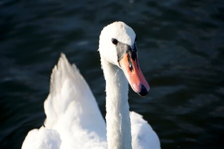 Swans white swan animal photo