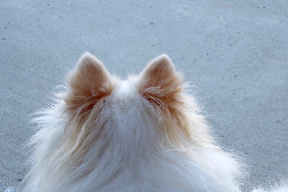 Back of head pom pooch