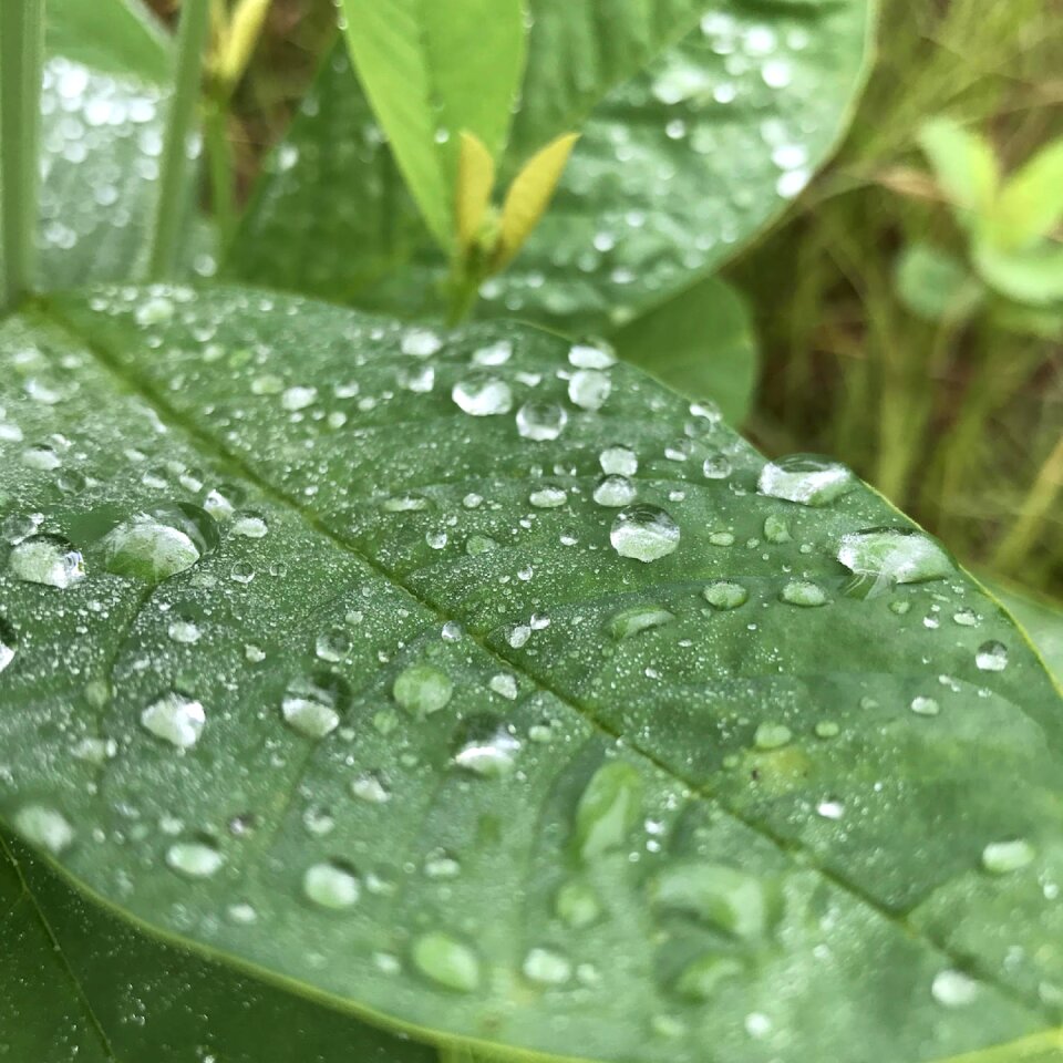 Rain nature outdoors