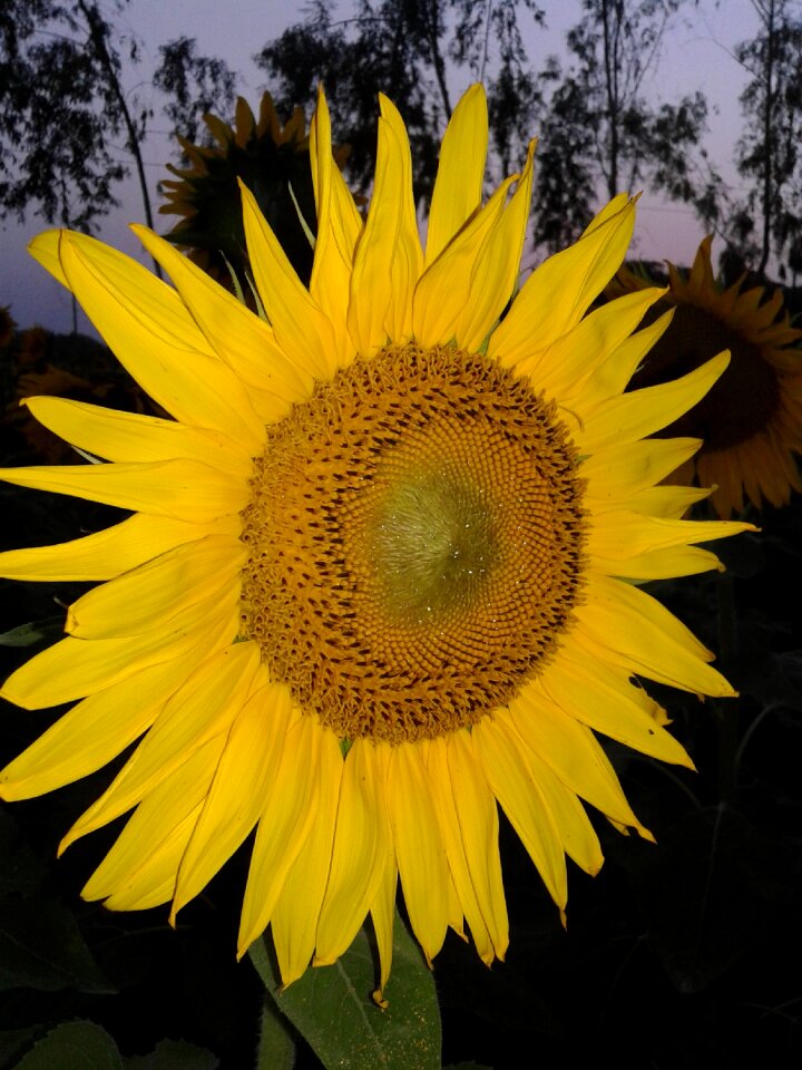 Beauty yellow