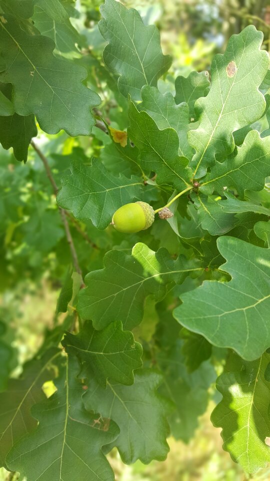 Nature acorn oak acorns
