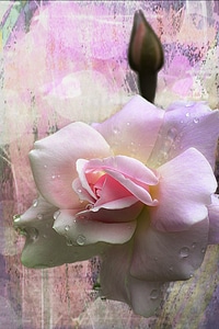 Beautiful plant macro