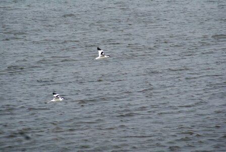 Birds bird migrant