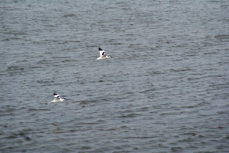 Birds bird migrant photo