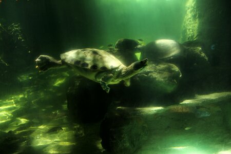 Marine turtles is
