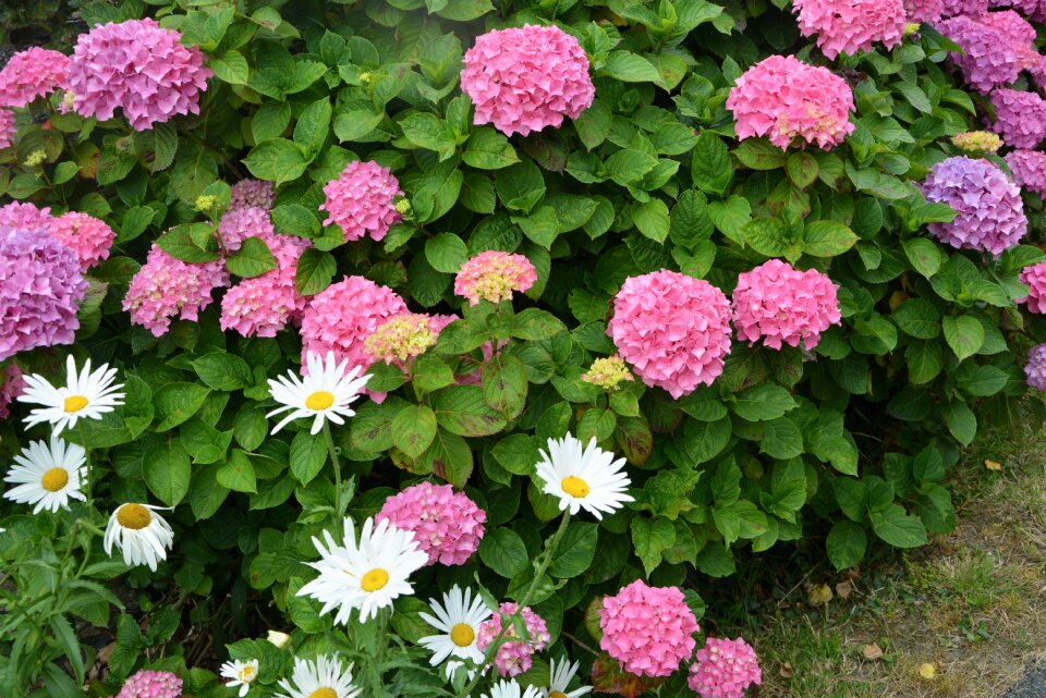 Daisies nature flowers