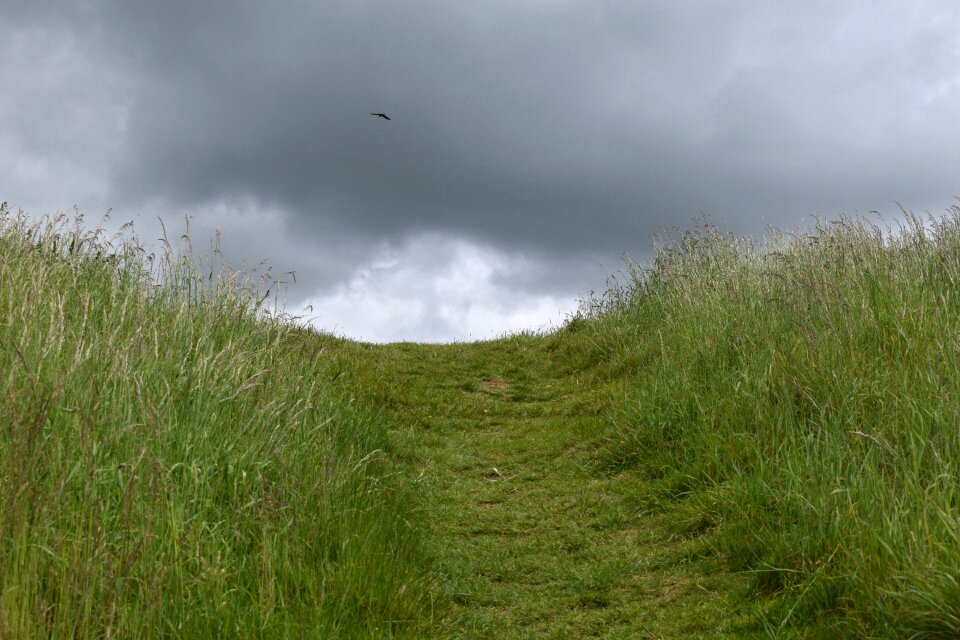 Path meadow