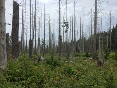 Dead trees grey dead tree