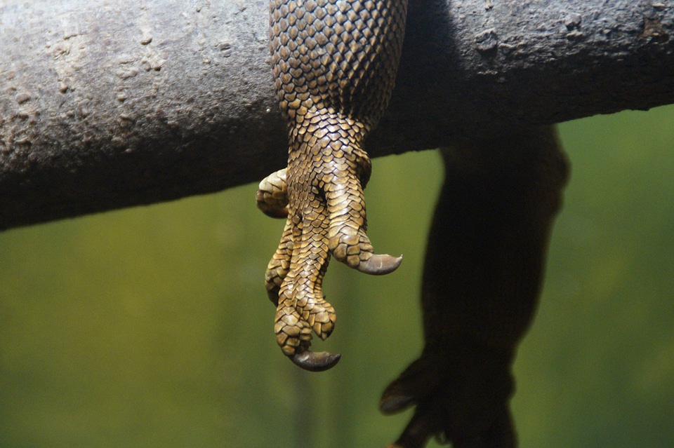 Dragon iguana reptile