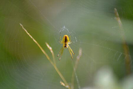 Cobweb close up arachnid photo
