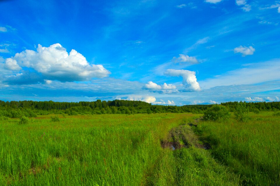 Grass road forest