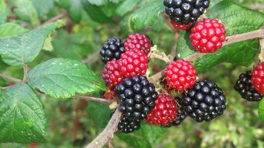 Organic berry ripe photo