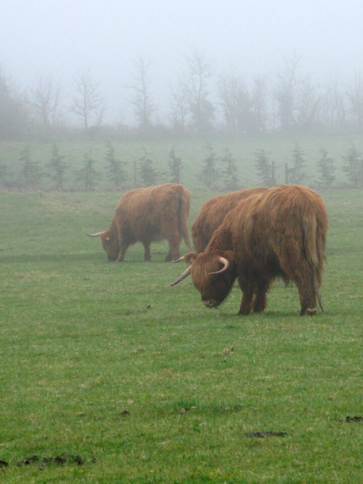Fog green cow