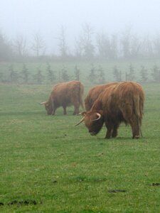 Fog green cow photo