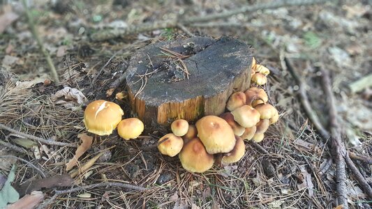 Autumn litter amanita photo