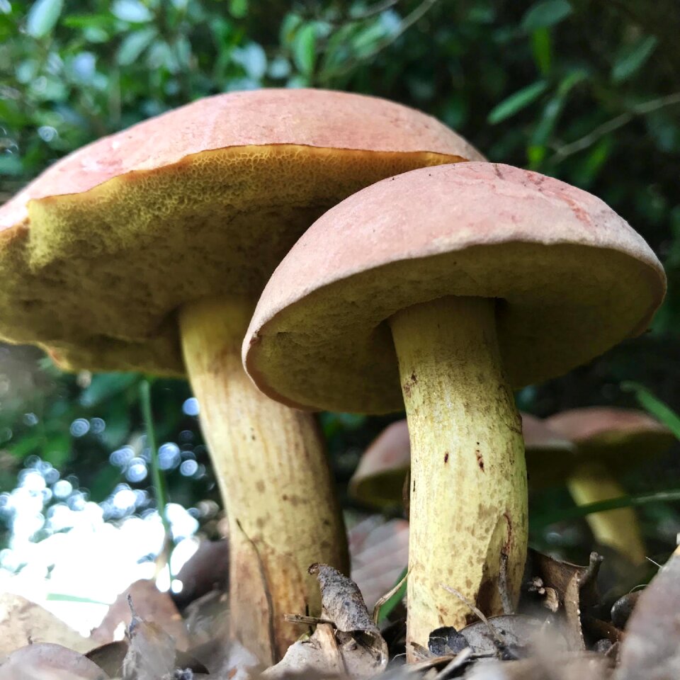 Nature outdoors