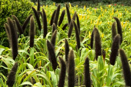 Lush jiangsu slender west lake