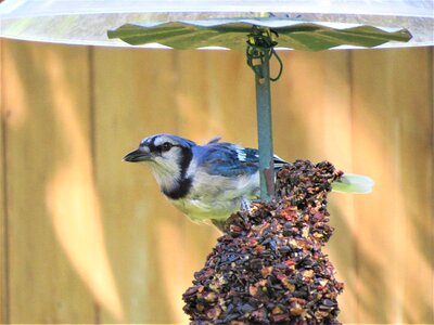 Blue jay wildlife photo