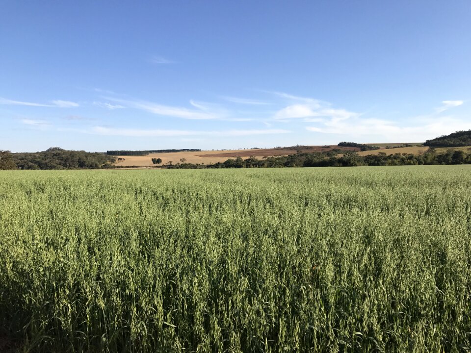 Nature crops fields