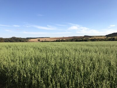 Nature crops fields