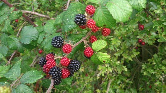 Fresh berry organic