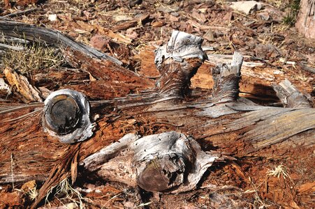 Old old wood wood