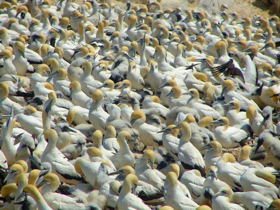 Birds beach