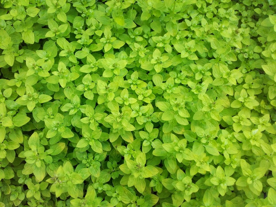 Spice marjoram herb